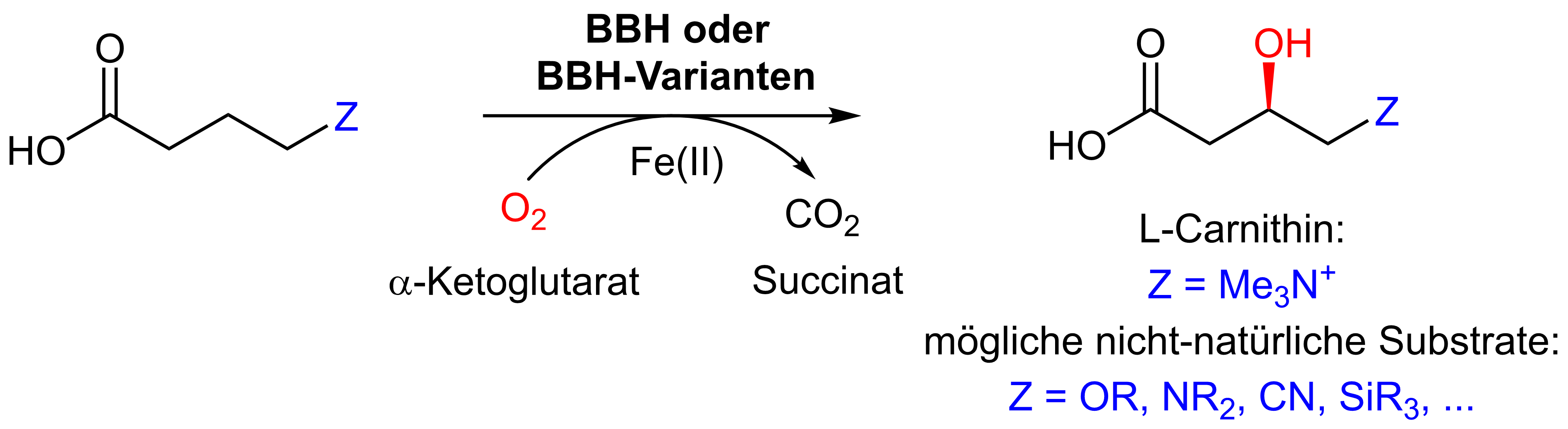 beta-Hydroxylierung.png