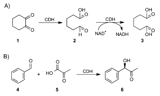 Ephedrin Synthese